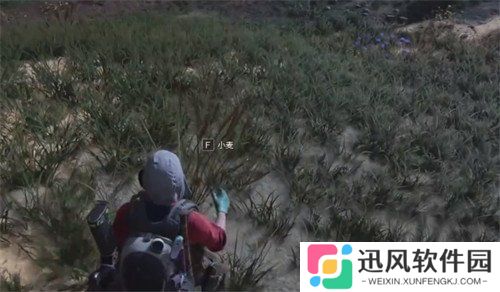 七日世界小麦种子怎么获得 小麦种子获取攻略