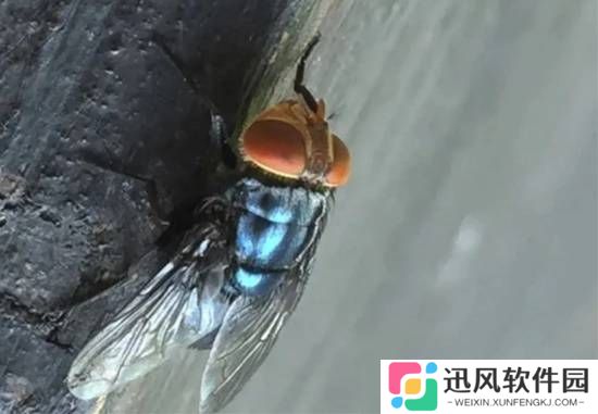 两周吃掉一头牛！美国为对抗寄生虫培育数十亿只苍蝇